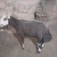 قوچ تخمی سرخ بوسه افشاری درجه یک بدون هیچ ایرادی