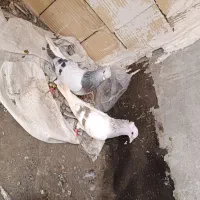 کبوتر