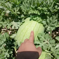 فروش هندوانه ساکاتا درجه یک دهدشت