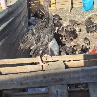جوجه بوقلمون برنز  ۳ماهه