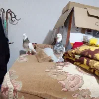 کفتر