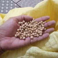 نخود تازه کشت امسال