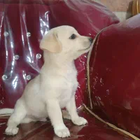 سگ اشپیتز نر ۲ ماهه