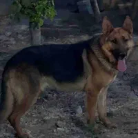 سگ ژرمن نر