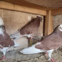 کبوتر پرشی