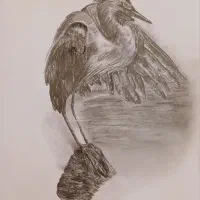 طراحی (پرنده ) با مداد سیاه