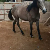 مادیان یکسر واراداتی