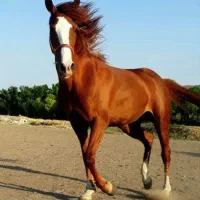 اسب عرب ترک تعویض با موتور