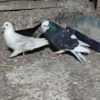 کفتر کبوتر