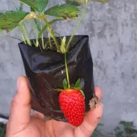 ۰۹۹۱۰۰۲۰۰۶۱-۰۹۱۸۰۸۰۸۱۸۳-۸۱۸۷