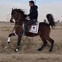 نریان پرخون و سواریدار