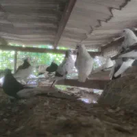 کبوتر فروشی