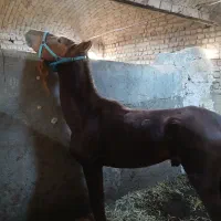 اسب سگ غازبوقلمون