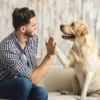 اموزش پت خانگی در منزل