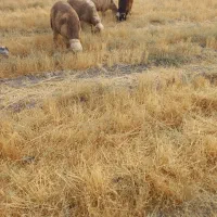 فروش ۱۵تا بره نر