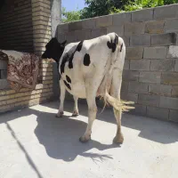 فروش یک راس گاو شکم دوم ده روز مانده ب زایمان