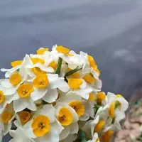 سیم کارت دایمی فروش به قیمت منصفانه۰۹۱۳۵۷۵۹۰۴۶