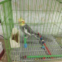 عروس هلندی