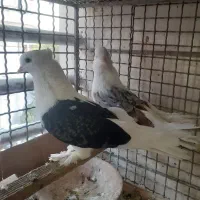 کبوتر|پرنده|باقرشهر, |دیوار