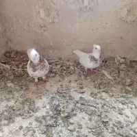 طوقی هفت رنگ