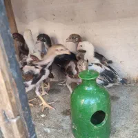 تخم و جوجه لاری
