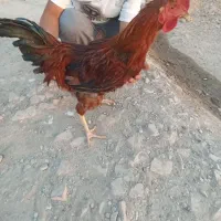 3عددخورس