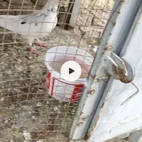 کبوتر دم گیر ماده شویدی