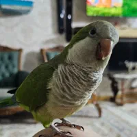 طوطی راهب نر