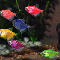 ماهی کالر ویدئو به قیمت ۱۰هزار تومان