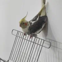 پرنده
