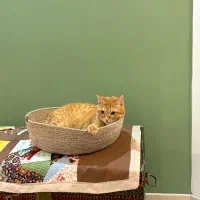 دوخت اتاق گربه