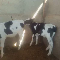 گوساله نر