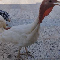 معاوضه