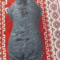 خیگ روغنی نو اماده روغن