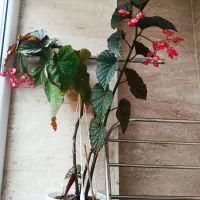 قرص کود گیاهی