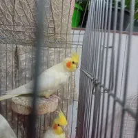 یک جفت عروس هلندی