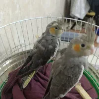 عروس هلندی نرمه خور