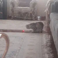 سلام واگزاری گربه