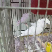 جفت مرغ عشق پروانه ای آلبینو