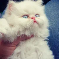 پرشین دوماهه