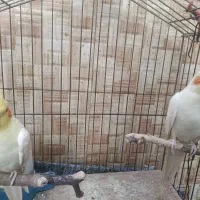 عروس هلندی