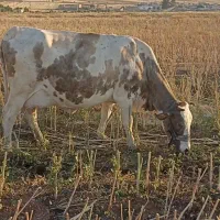 گاو سوئیسی و گوساله مونت بیلیارد