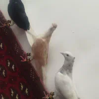 کفتر