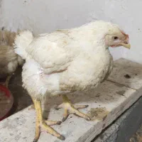 مرغ گوشتی ارگانیک