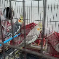 پرنده‌