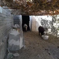 میش و بره ماده