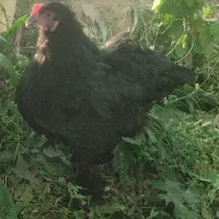 مرغ برهما تخم گذار