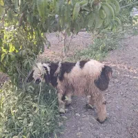 بره فروشی
