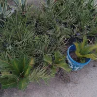 فروش فونیکس ۳ ساله قد ۷۰ سانت تا ۱ متر  ریشه قوی