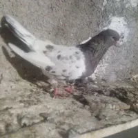 کبوتر